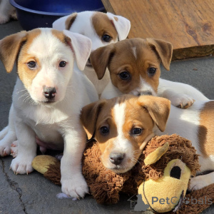 Photo №2 to announcement № 172825 for the sale of jack russell terrier - buy in Czech Republic breeder