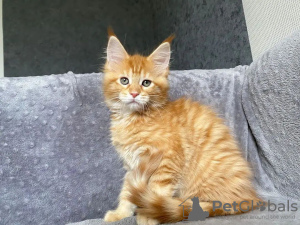 Photo №3. mainecoon kittens for free adoption. Germany