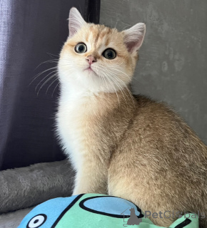 Photo №1. british shorthair - for sale in the city of Динслакен | 847$ | Announcement № 143571