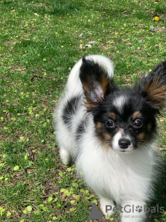 Additional photos: Papillon puppy. FCI