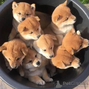 Photo №2 to announcement № 48760 for the sale of shiba inu - buy in Sweden breeder
