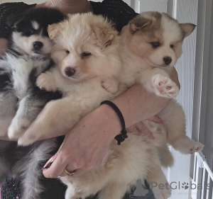 Photo №3. Taivaallisia Pomskyn pentuja. Finland