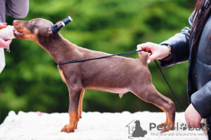 Photo №3. Doberman puppies. Estonia