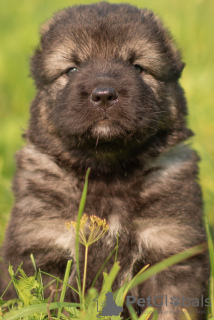Additional photos: Selling caucasian shepherd puppies with excellent pedigree.