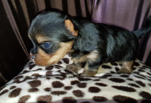 Photo №4. I will sell yorkshire terrier in the city of Hyeres. breeder - price - negotiated