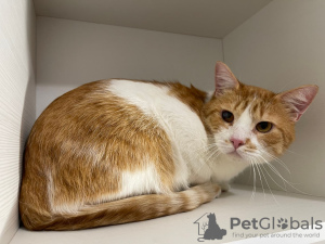 Additional photos: The wonderful red cat Bonechka is looking for a home and a loving family!