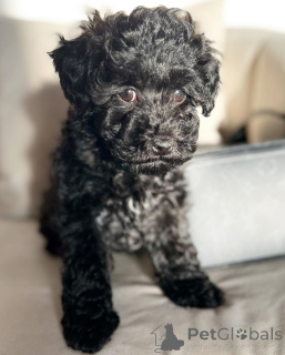 Photo №2 to announcement № 142826 for the sale of poodle (royal), poodle (toy) - buy in Germany private announcement