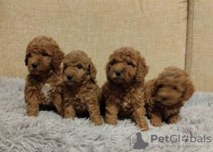 Photo №1. poodle (dwarf) - for sale in the city of Zrenjanin | negotiated | Announcement № 103579