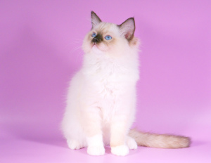 Photo №2 to announcement № 2549 for the sale of ragdoll - buy in Russian Federation private announcement, from nursery, breeder