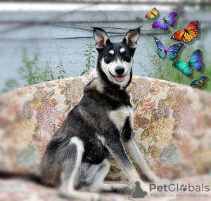 Photo №1. non-pedigree dogs - for sale in the city of Москва | Is free | Announcement № 24669