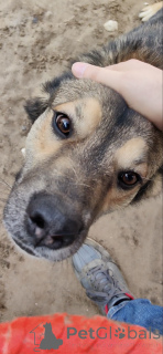 Photo №4. I will sell non-pedigree dogs in the city of Москва.  - price - Is free