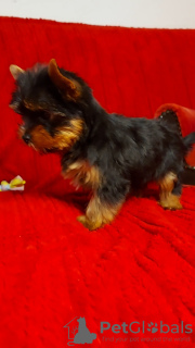 Additional photos: Yorkshire terrier puppies for sale