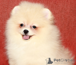 Photo №1. pomeranian - for sale in the city of White church | 302$ | Announcement № 8921