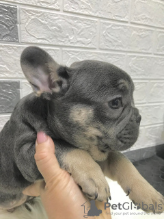 Additional photos: French Bulldog