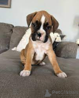 Photo №1. boxer - for sale in the city of Stockholm | negotiated | Announcement № 113226