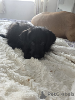 Photo №3. 12 week old labradoole puppy. Belgium