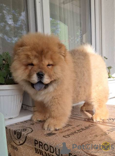 Photo №2 to announcement № 102156 for the sale of chow chow - buy in Serbia 