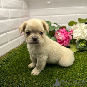 Photo №1. french bulldog - for sale in the city of Bogotá | 800$ | Announcement № 45701