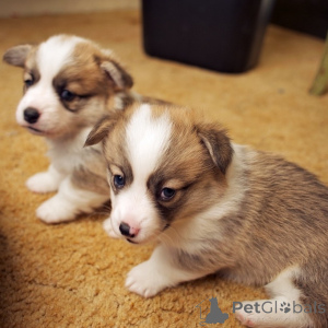 Photo №1. welsh corgi - for sale in the city of Adamov | 376$ | Announcement № 153748
