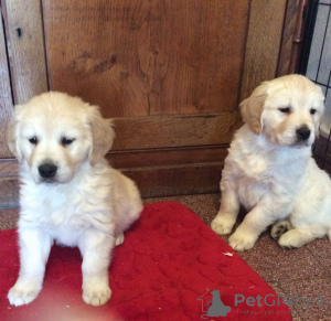 Photo №1. golden retriever - for sale in the city of Мамоново | negotiated | Announcement № 11081