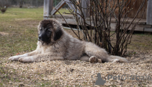 Additional photos: Caucasian Shepherd Dog