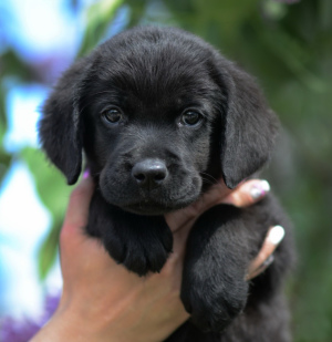 Photo №2 to announcement № 2517 for the sale of labrador retriever - buy in Russian Federation 