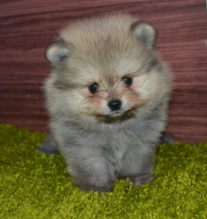 Photo №1. pomeranian - for sale in the city of Cherepovets | 266$ | Announcement № 1224
