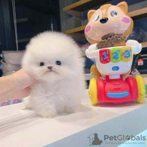 Photo №2 to announcement № 116949 for the sale of pomeranian - buy in Belgium 