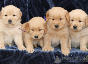 Photo №1. golden retriever - for sale in the city of Берлинген | 358$ | Announcement № 130469