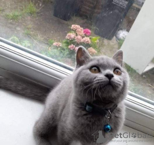 Photo №2 to announcement № 72051 for the sale of british shorthair - buy in United States private announcement, breeder