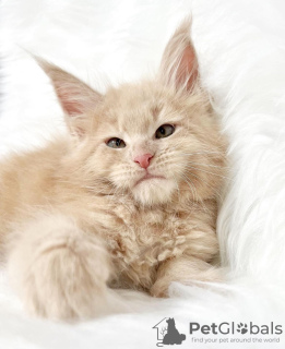 Photo №4. I will sell maine coon in the city of Colorado Springs. breeder - price - 300$