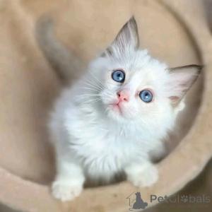 Photo №1. ragdoll - for sale in the city of Munich | 518$ | Announcement № 150762