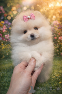 Photo №2 to announcement № 166537 for the sale of pomeranian - buy in Ukraine from nursery, breeder