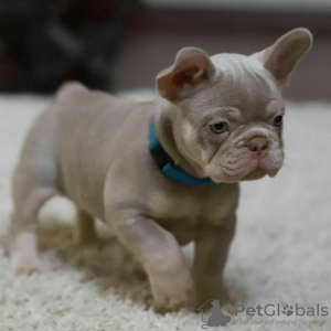 Photo №1. french bulldog - for sale in the city of Luton | 380$ | Announcement № 125621