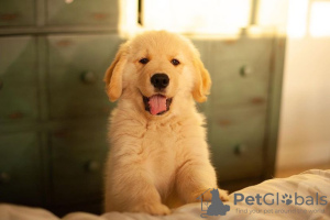 Photo №1. golden retriever - for sale in the city of Burgas | negotiated | Announcement № 85257