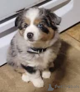 Photo №3. Adorables chiots Berger Australien à vendre. France