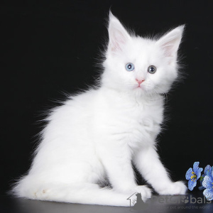 Photo №1. maine coon - for sale in the city of Brussels | negotiated | Announcement № 129830