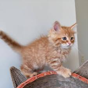 Photo №3. Chatons Maine Coon disponibles à la vente.. Belgium