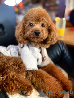 Additional photos: Red toy poodle puppies