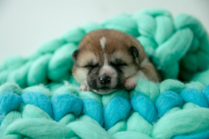 Photo №3. AKITA Inu puppies from Multi Champion. Belarus