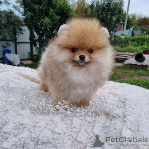 Photo №1. pomeranian - for sale in the city of Dekani | negotiated | Announcement № 125451