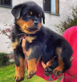 Photo №1. rottweiler - for sale in the city of Stockholm | negotiated | Announcement № 113165