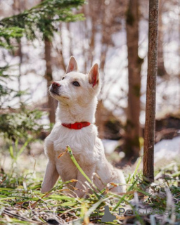 Photo №4. I will sell non-pedigree dogs in the city of Moskova. private announcement - price - Is free