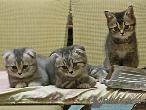 Photo №1. scottish fold - for sale in the city of Irkutsk | negotiated | Announcement № 59734