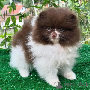 Photo №2 to announcement № 136561 for the sale of pomeranian - buy in Germany breeder