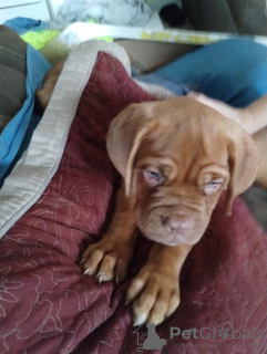 Photo №1. dogue de bordeaux - for sale in the city of Berlin | Is free | Announcement № 125186