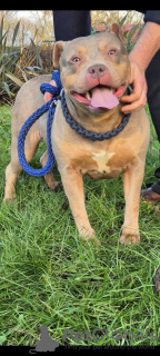 Photo №4. I will sell american bully in the city of Lisbon. private announcement - price - 1161$
