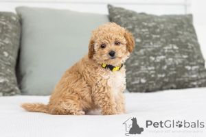 Photo №2 to announcement № 155600 for the sale of labradoodle - buy in Denmark private announcement