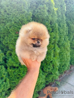 Additional photos: Pomerania of the highest quality