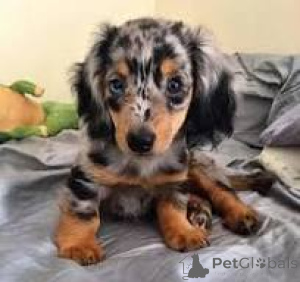 Photo №4. I will sell dachshund in the city of Brussels. private announcement, breeder - price - 723$